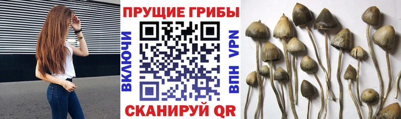 Псилоцибиновые грибы Cubensis  Купить  Набережные Челны 
